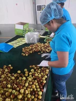 黃驊冬棗跨越山海抵達(dá)智利，展現(xiàn)中國農(nóng)產(chǎn)品國際競爭力